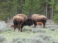 Bison outside the park